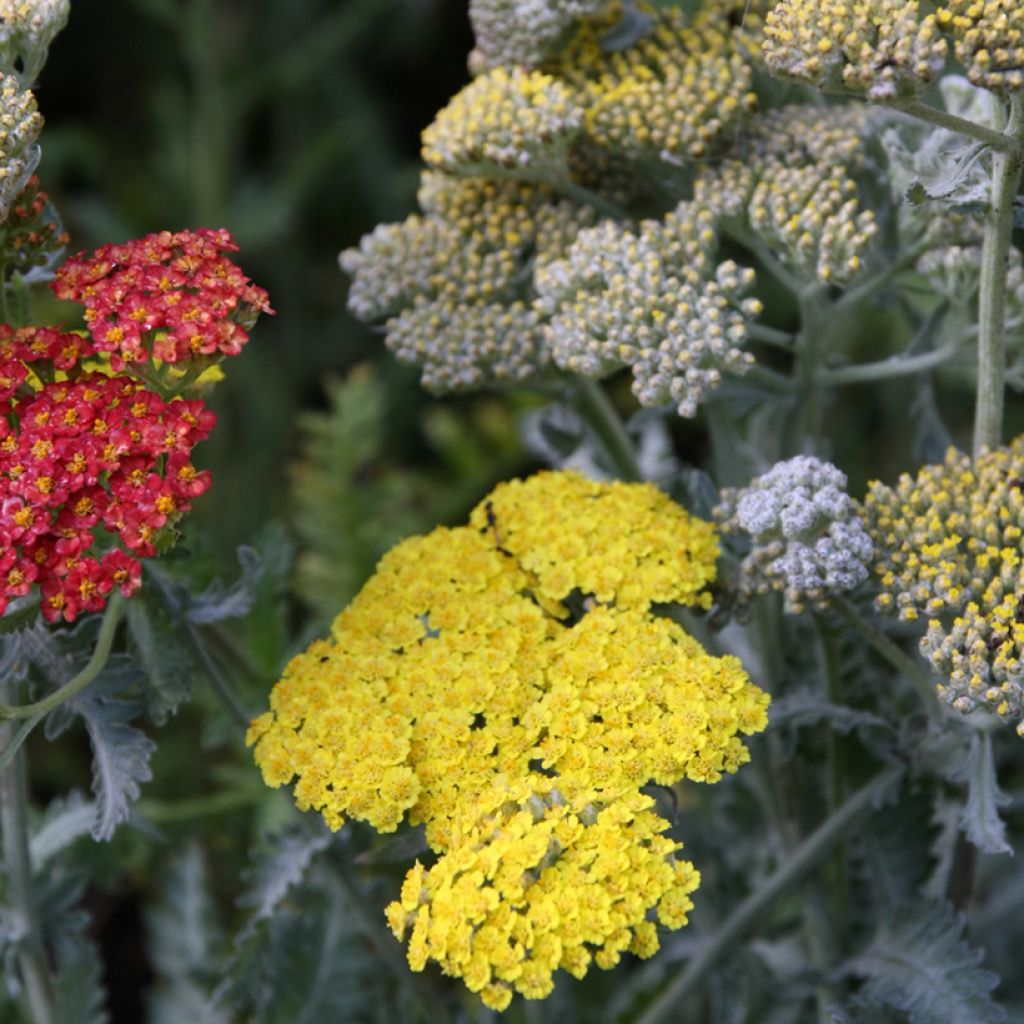 Achillea hybride Little Moonshine