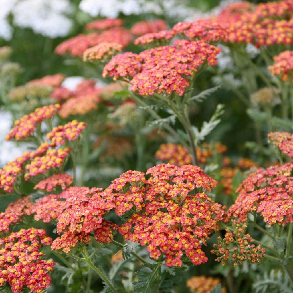 Achillée Walter Funcke - Achillea millefolium