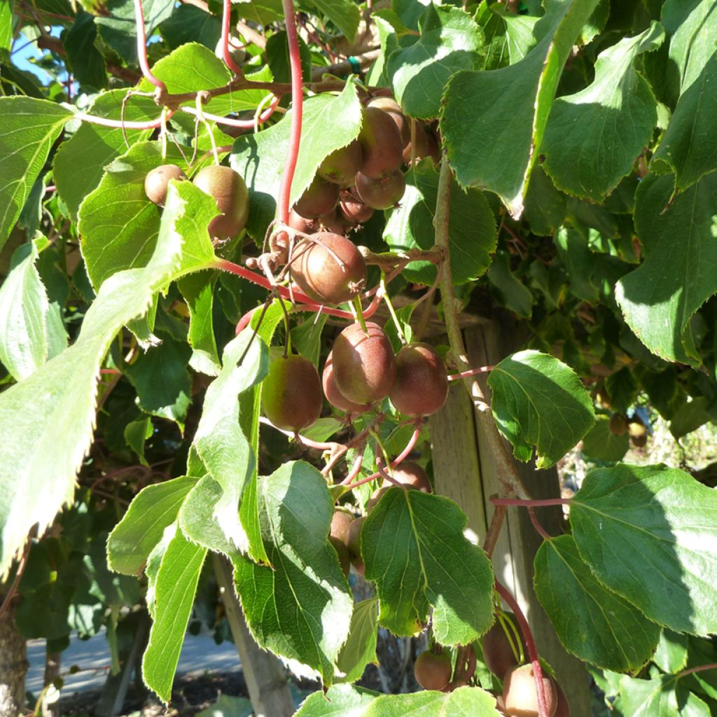 Kiwi arguta Domino (femelle) - Kiwai - Actinidia arguta