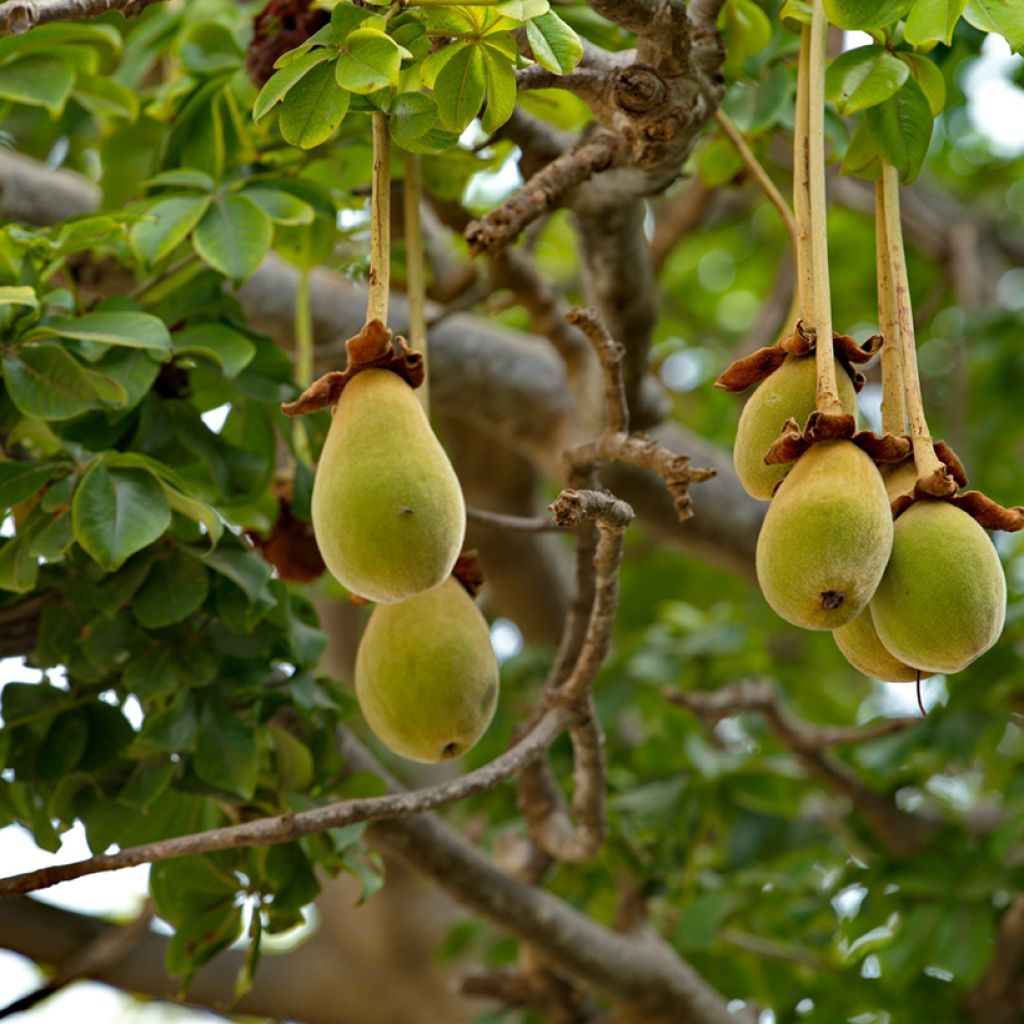 Adansonia digitata - Baobab africain