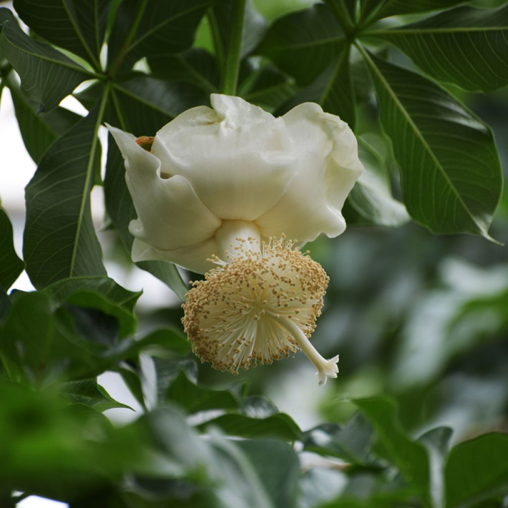 Adansonia digitata - Baobab africain