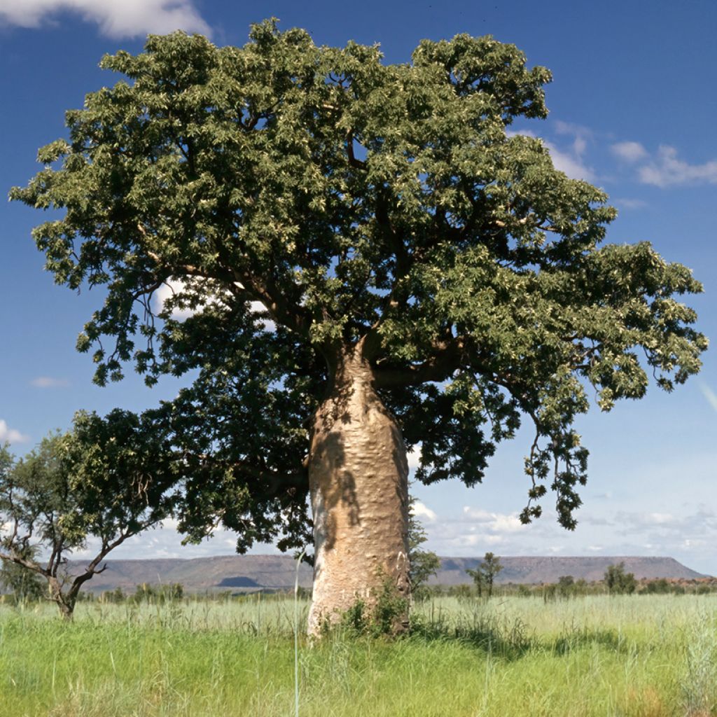 Adansonia gregorii - Petit Baobab australien