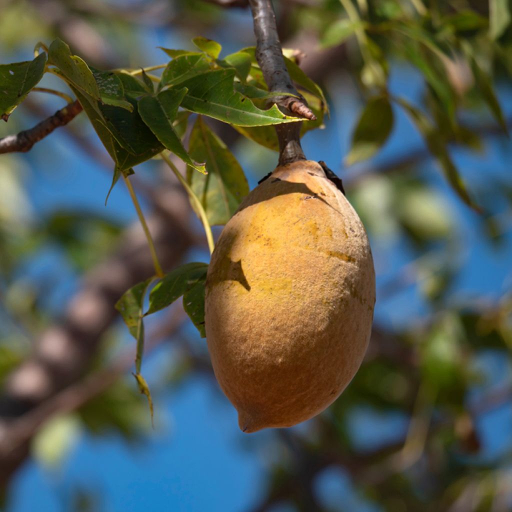 Adansonia gregorii - Petit Baobab australien