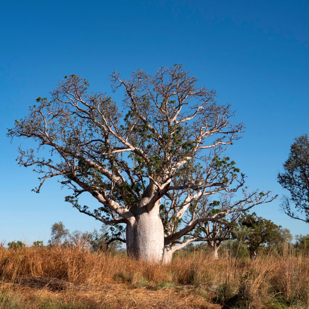 Adansonia gregorii - Petit Baobab australien