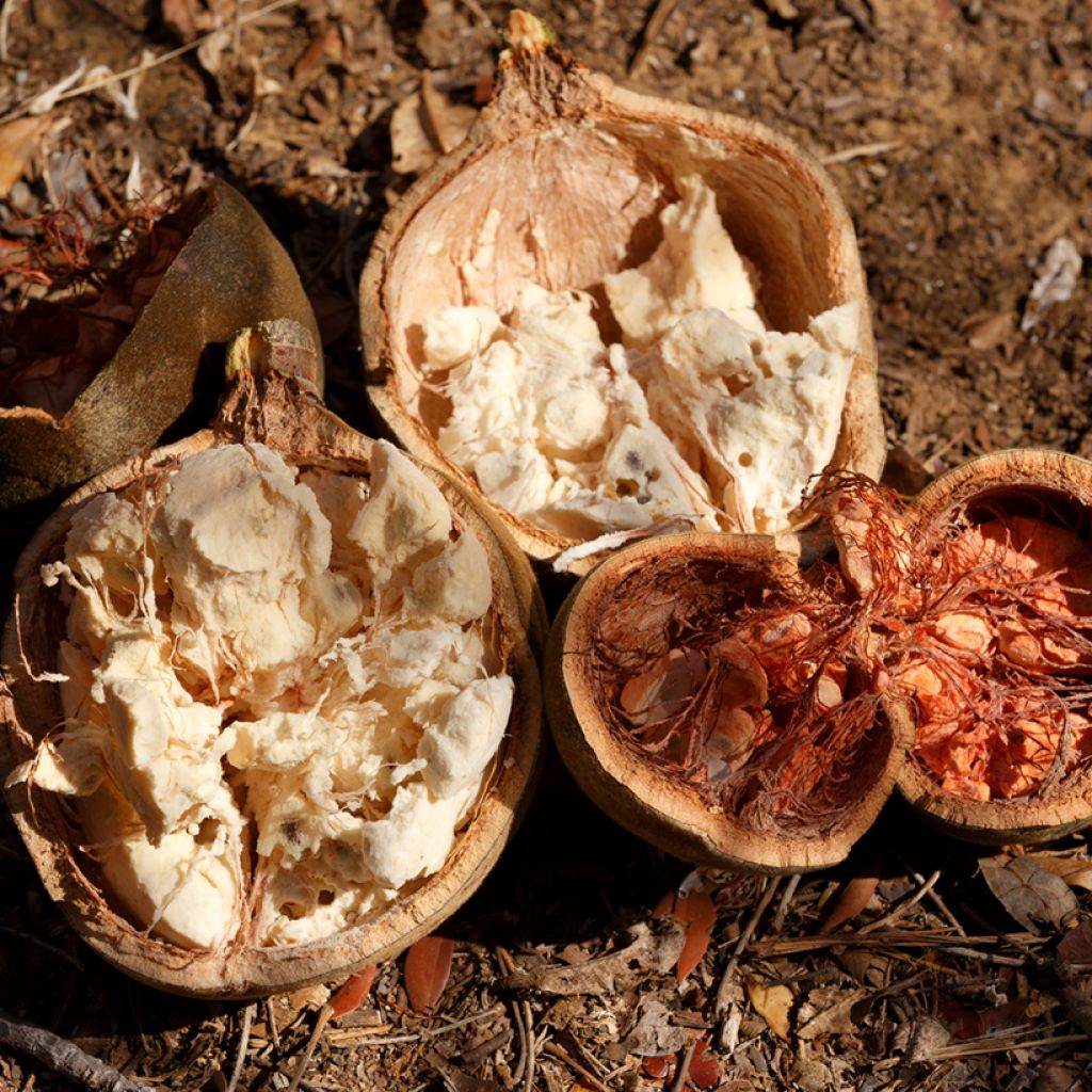 Adansonia madagascariensis - Baobab de Madagascar