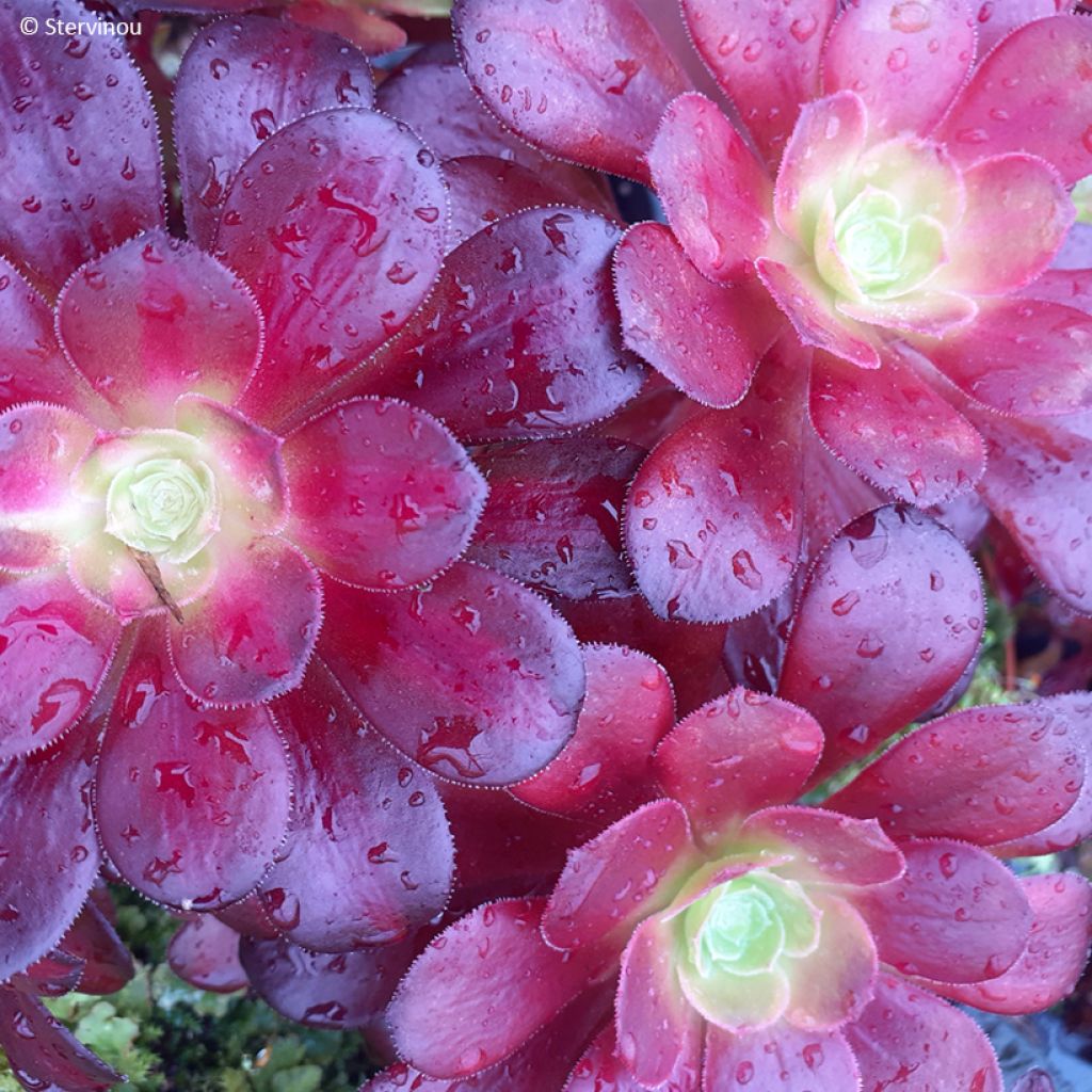 Aeonium arboreum Kilimandjaro- Aeonium en arbre