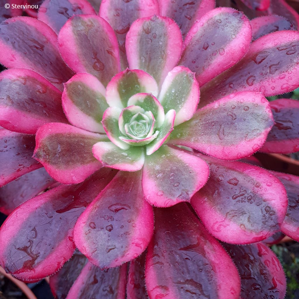 Aeonium arboreum Medusa - Aeonium en arbre