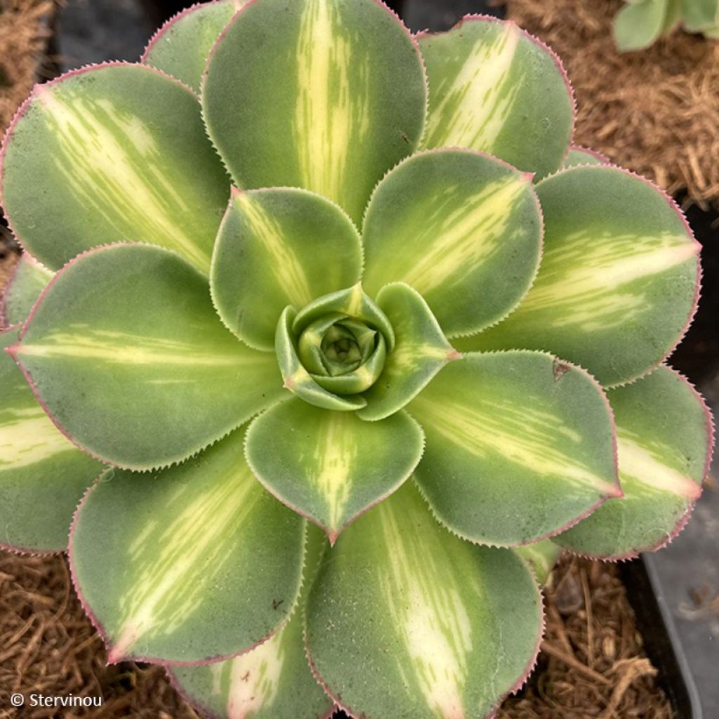 Aeonium Starburst