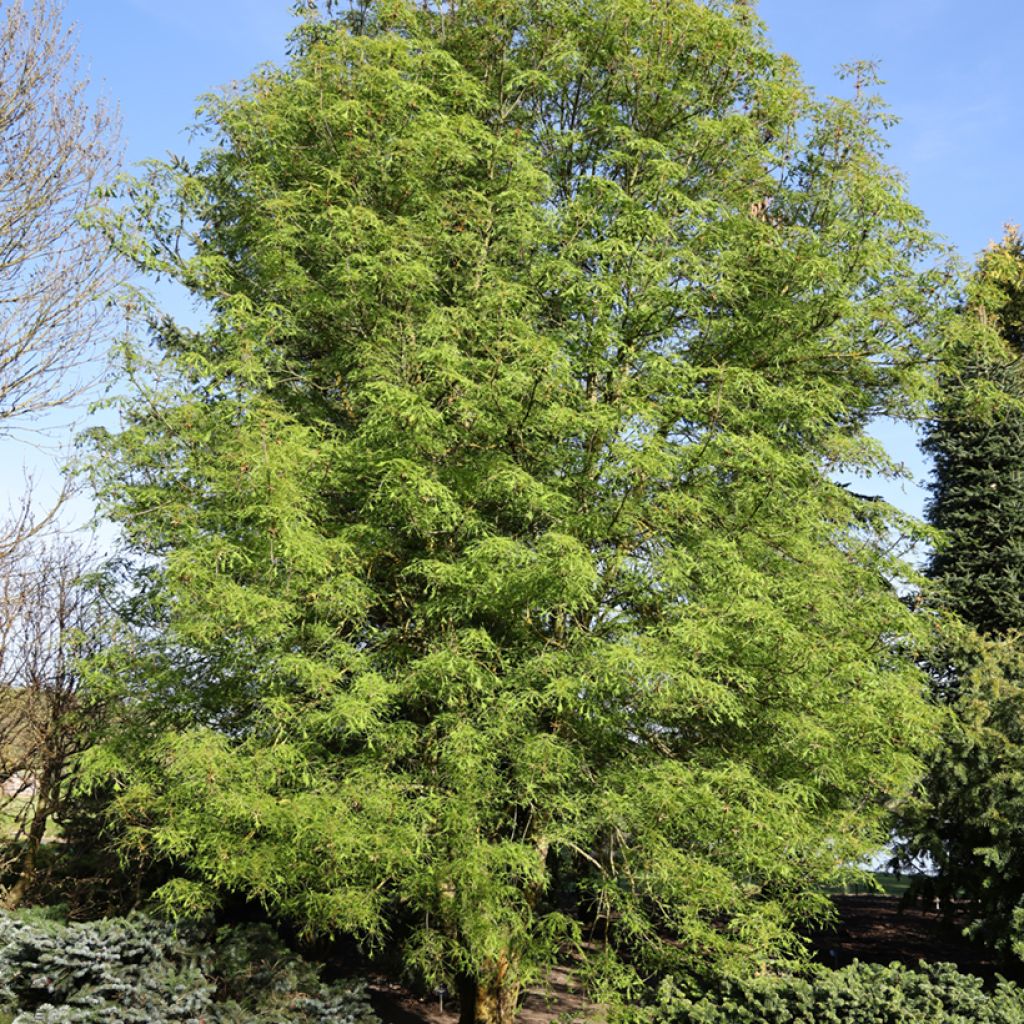 Aesculus Laciniata - Marronnier commun