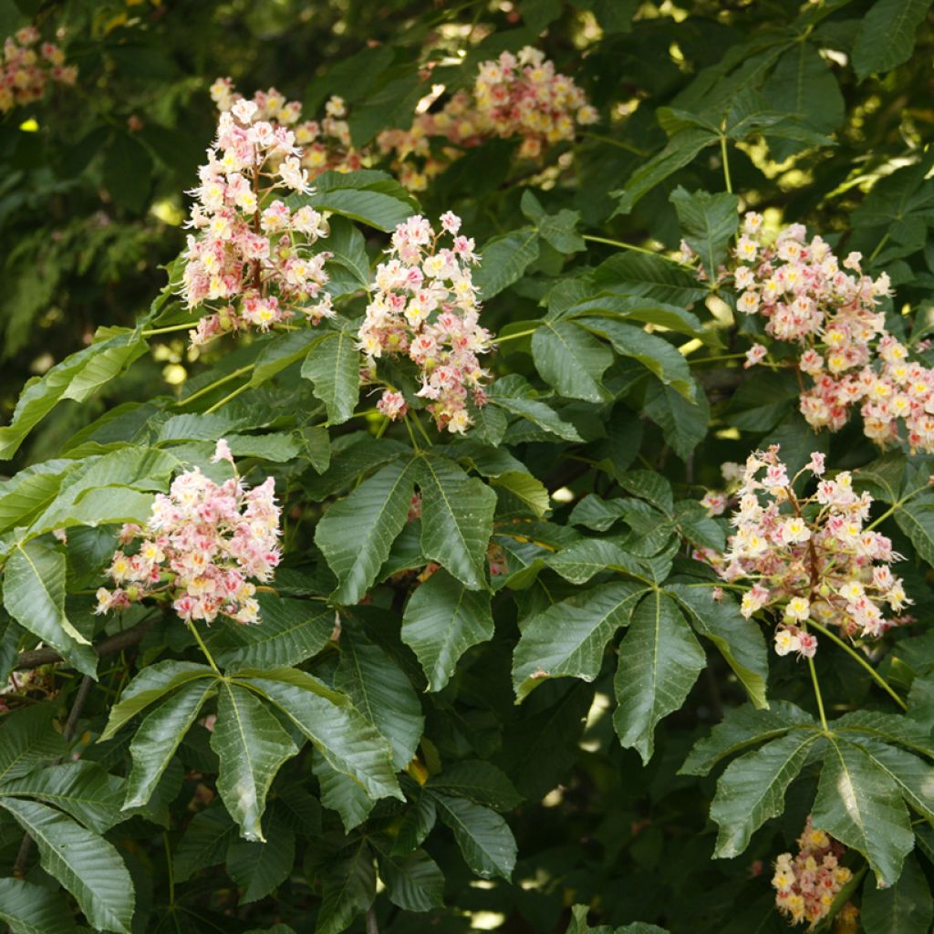 Aesculus x carnea Plantierensis - Marronnier rouge