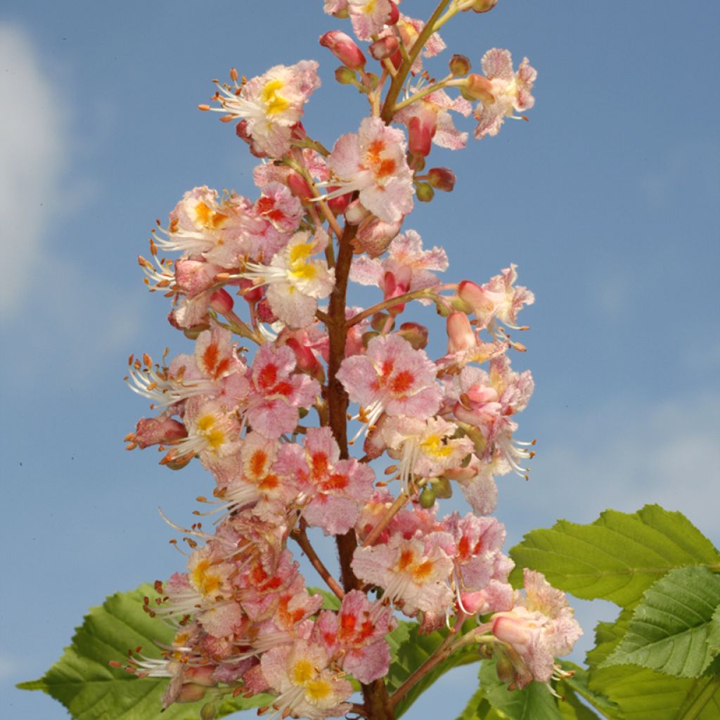 Aesculus x carnea Plantierensis - Marronnier rouge