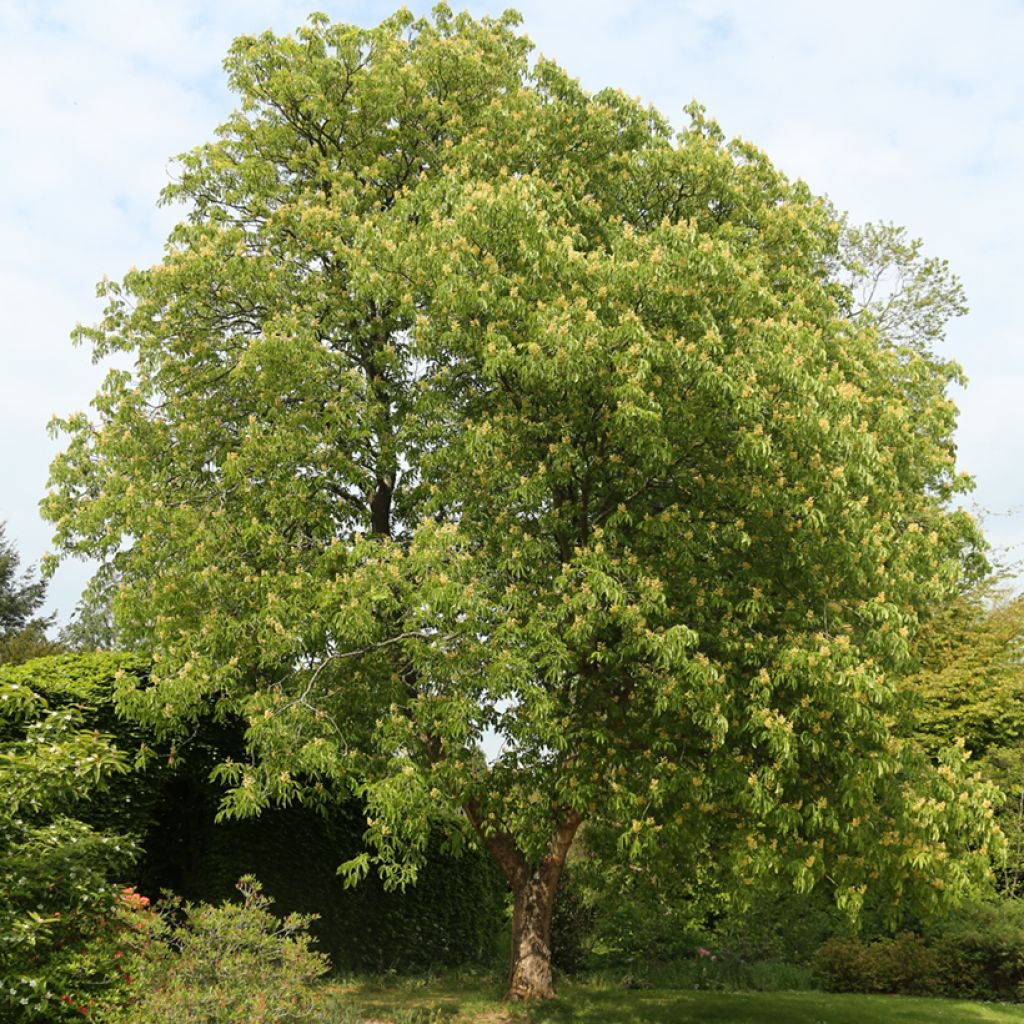 Aesculus flava - Pavier, Marronnier jaune