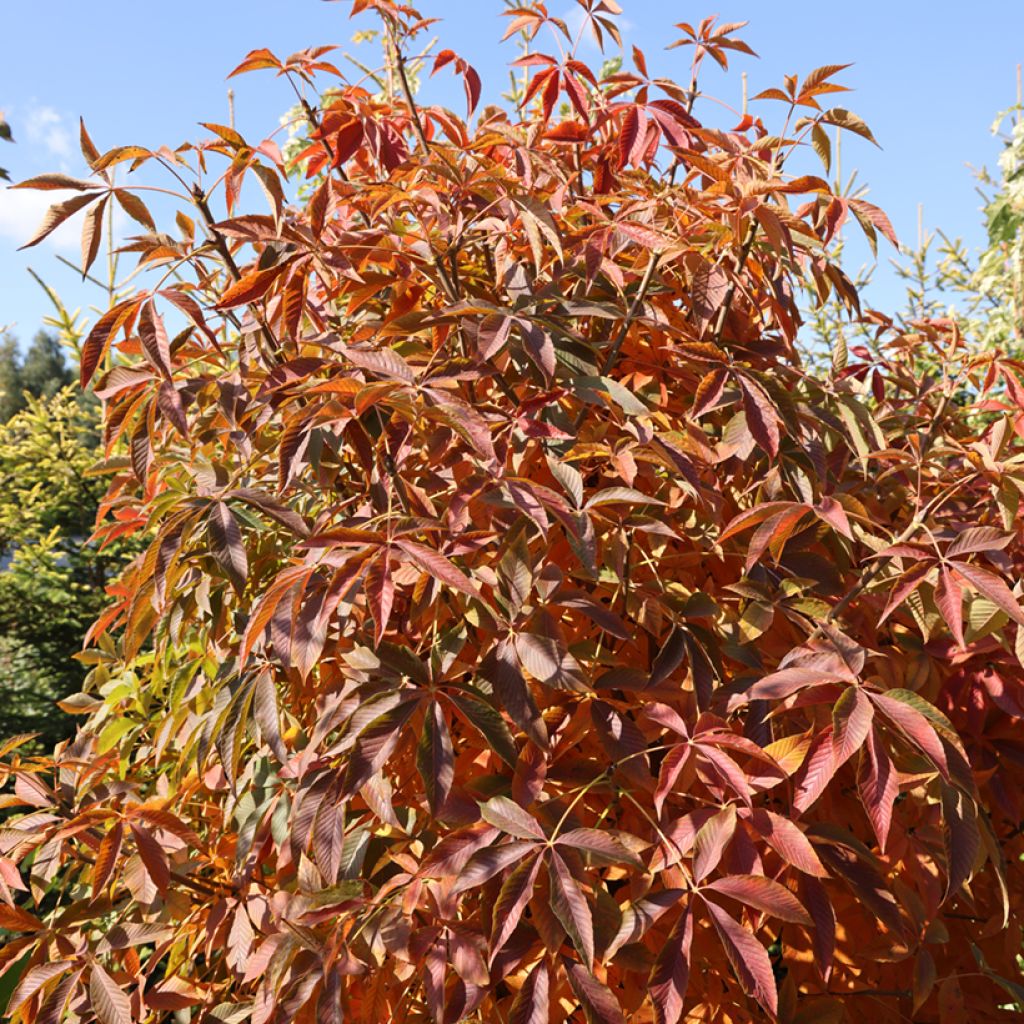 Aesculus glabra Herkenrode - Marronnier de l'Ohio