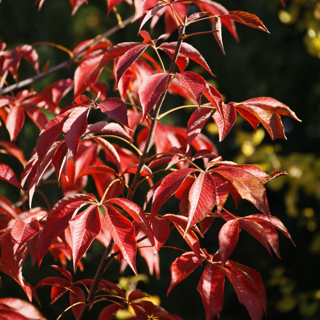 Aesculus glabra October Red - Marronnier de l'Ohio