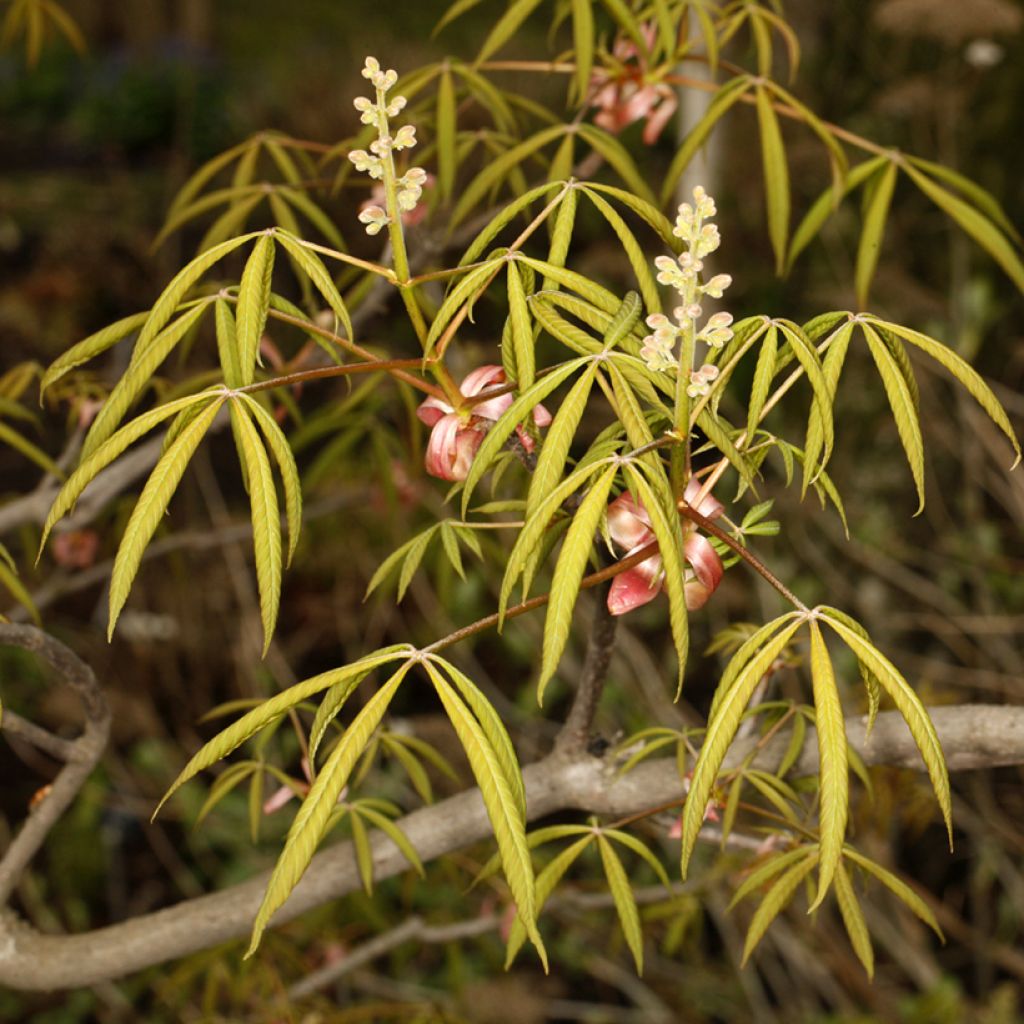 Aesculus x glaucescens - Marronnier aurore