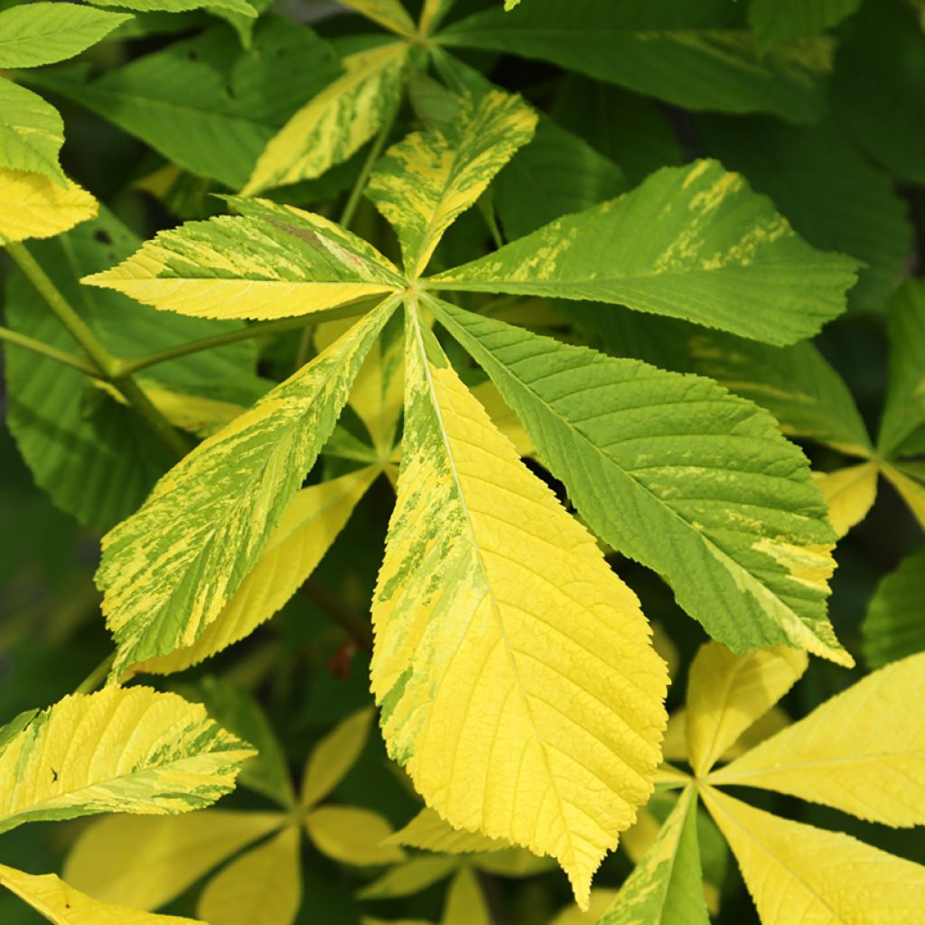 Aesculus hippocastanum Franek - Marronnier commun