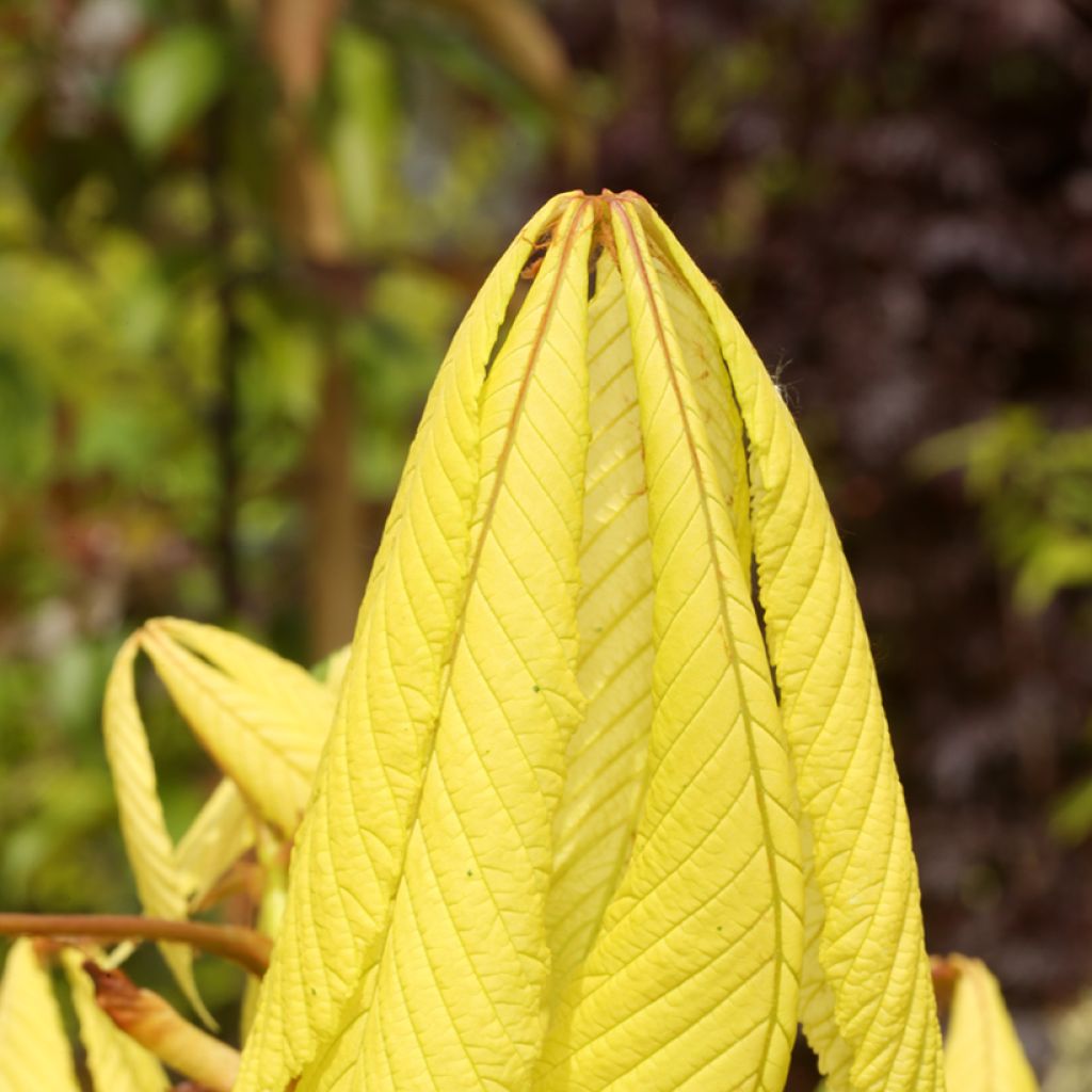 Aesculus hippocastanum Hampton Court Gold - Marronnier commun