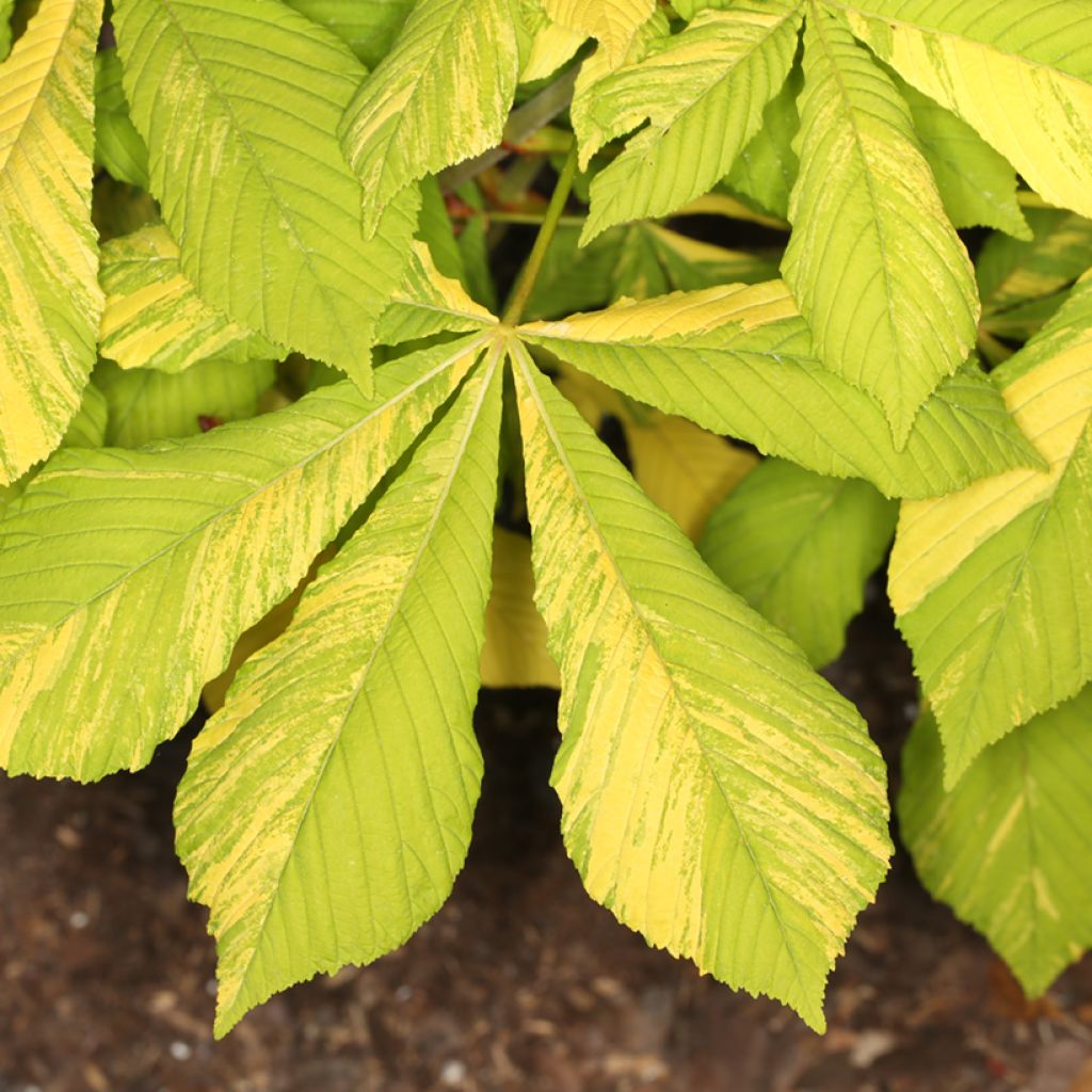 Aesculus hippocastanum Karolina Reinhold - Marronnier commun