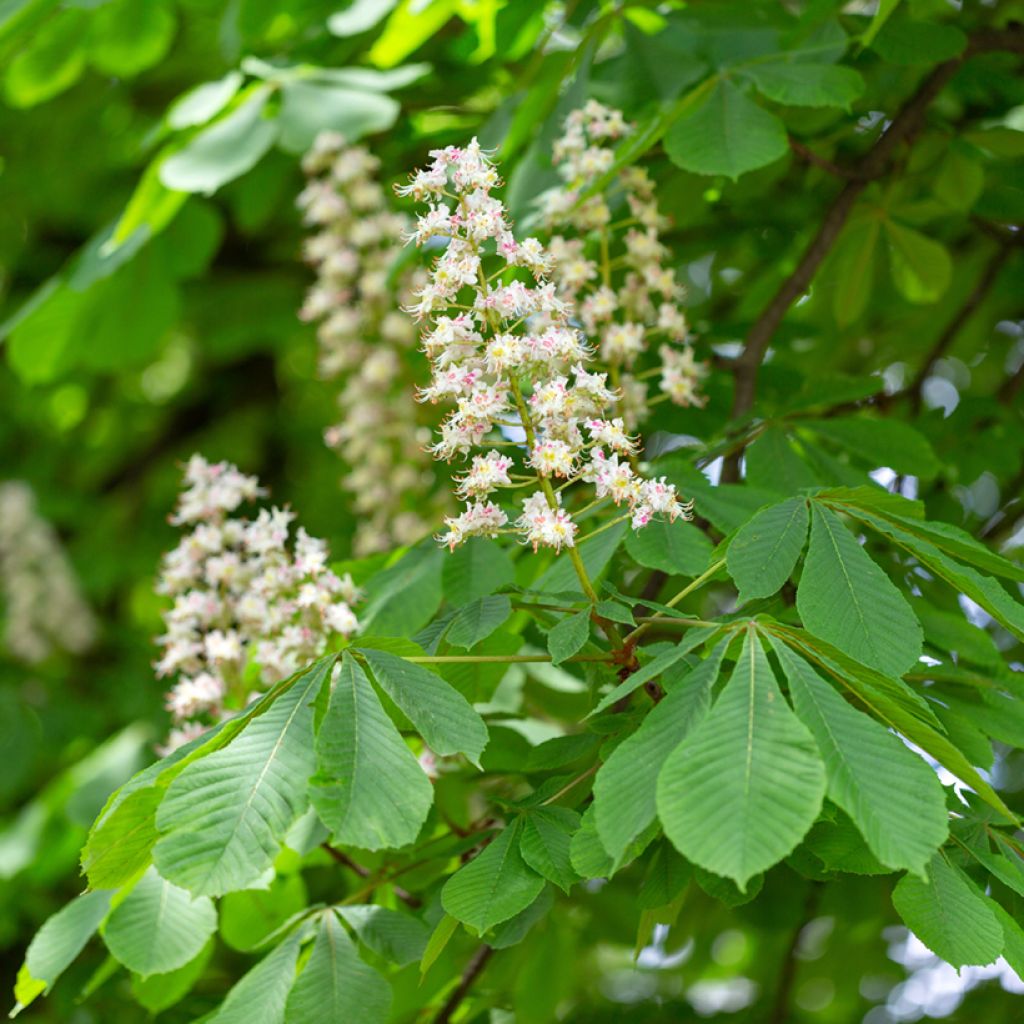 Aesculus hippocastanum - Marronnier commun