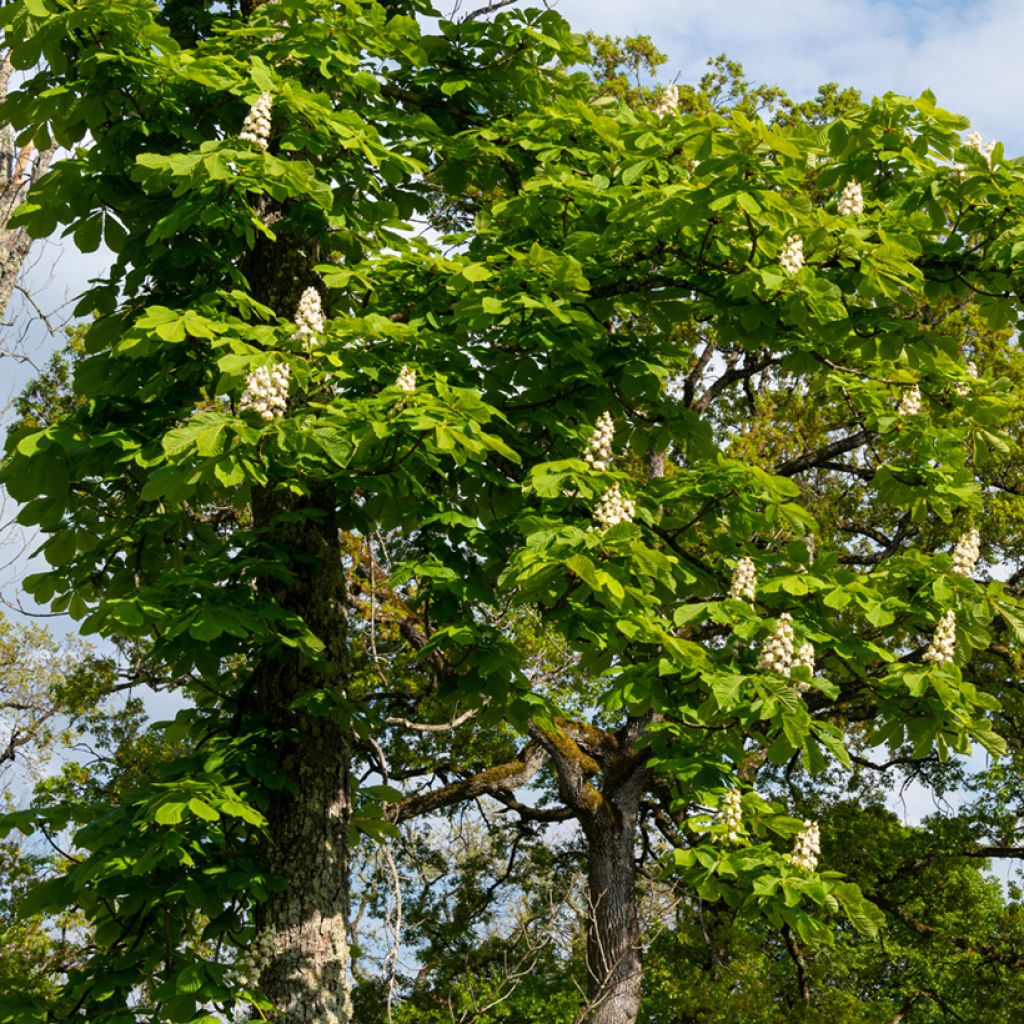 Aesculus hippocastanum - Marronnier commun