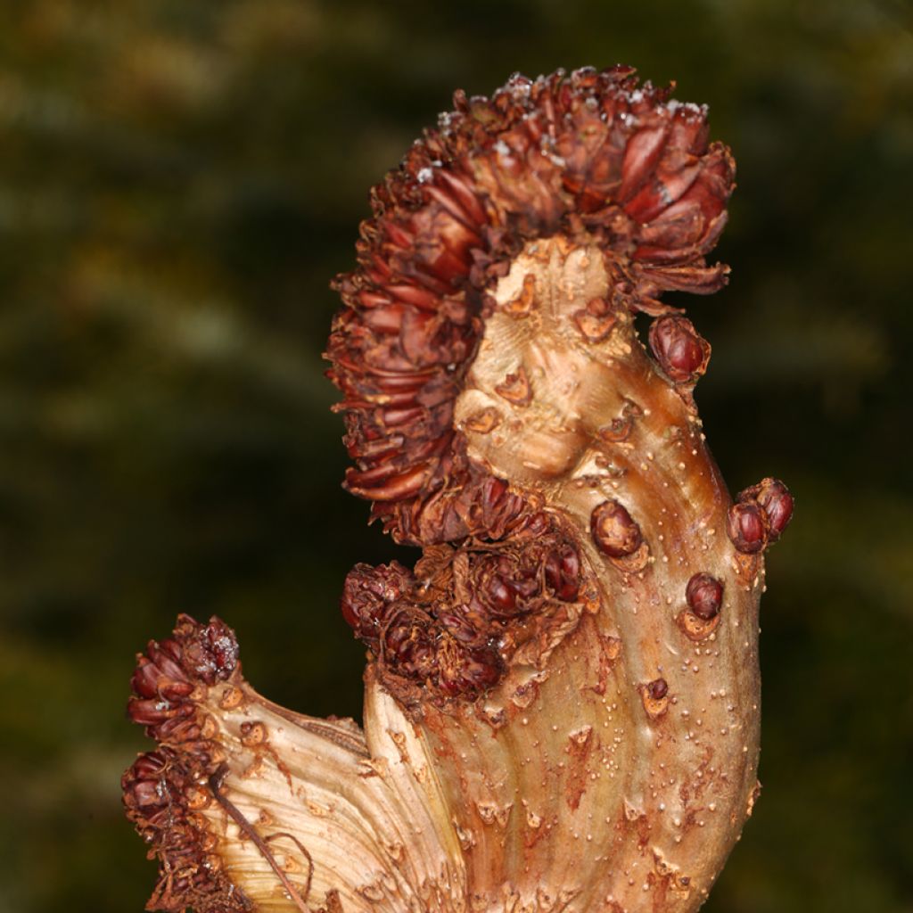 Aesculus hippocastanum Monstrosa - Marronnier commun