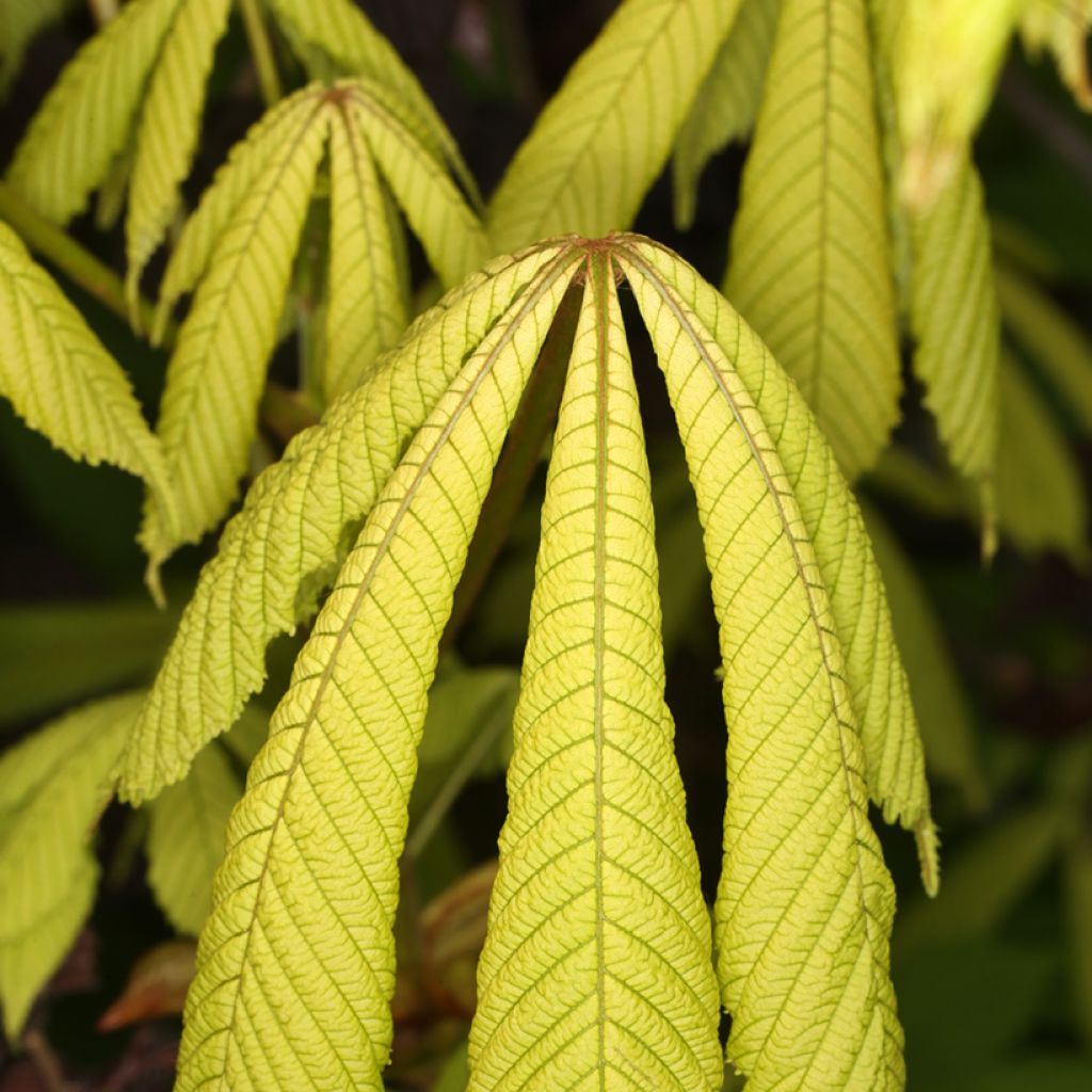 Aesculus hippocastanum Wisselink - Marronnier commun