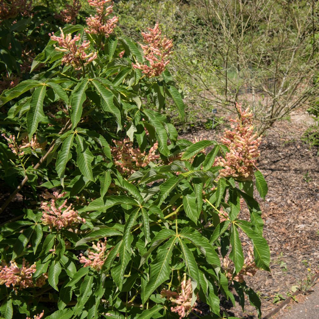 Aesculus mutabilis Induta - Maronnier nain