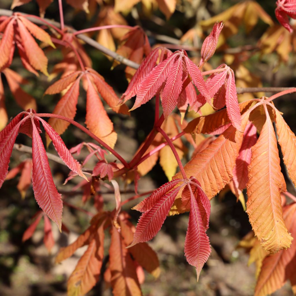 Aesculus x neglecta Erythroblastos - Marronnier d'ornement