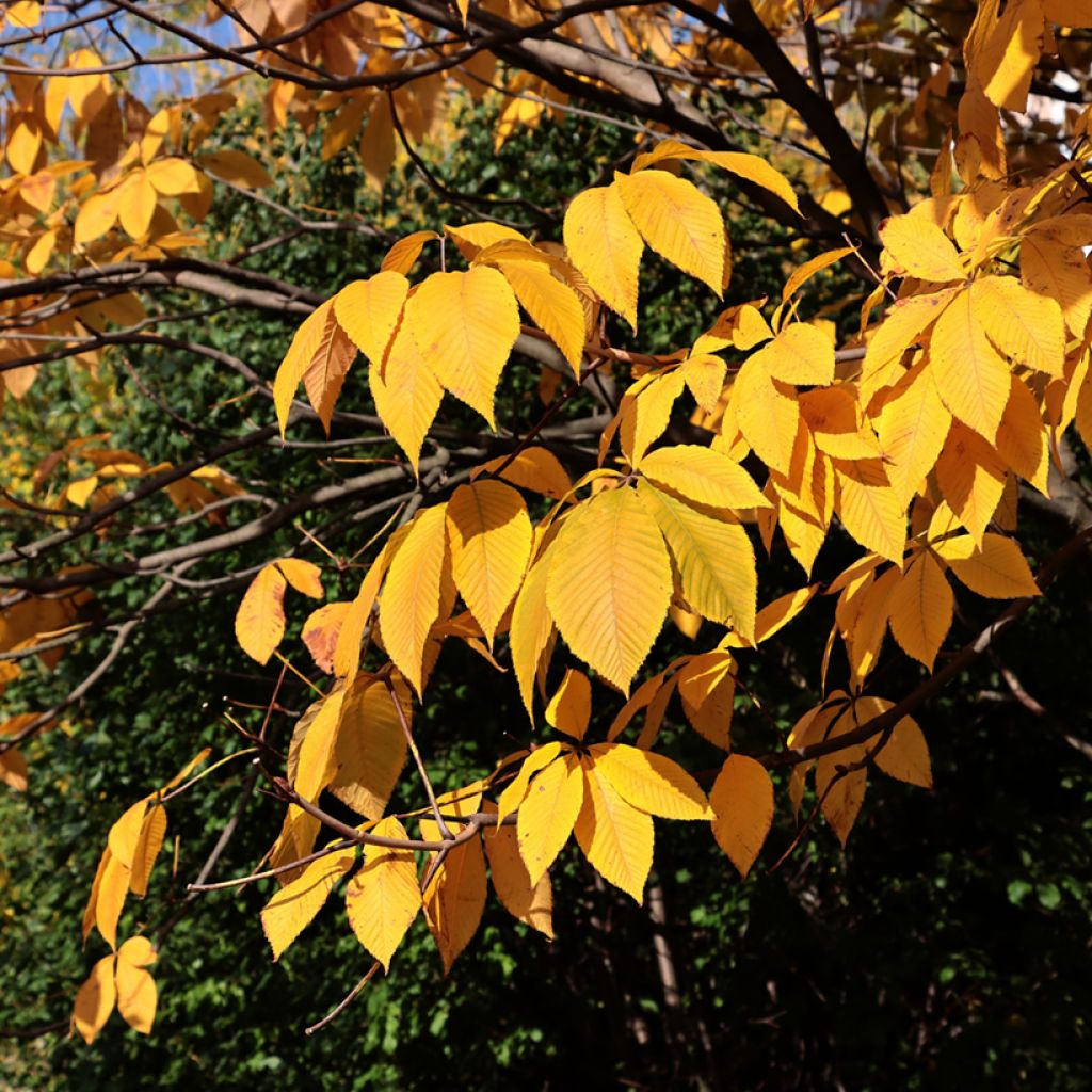 Aesculus parviflora - Pavier blanc