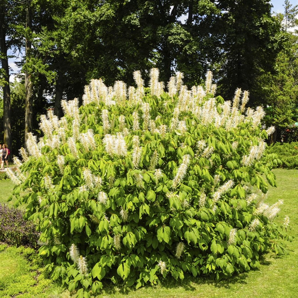 Aesculus parviflora - Pavier blanc