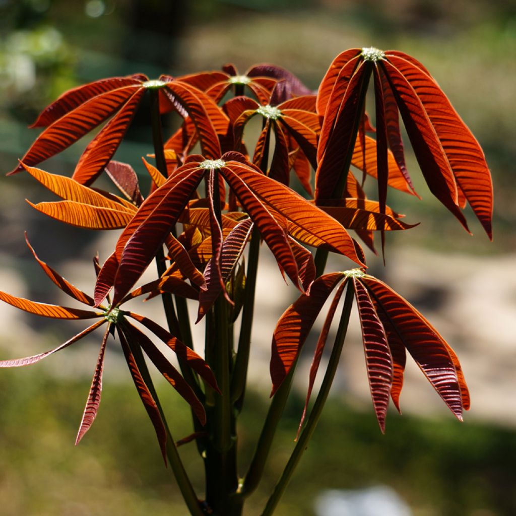 Aesculus parviflora - Pavier blanc