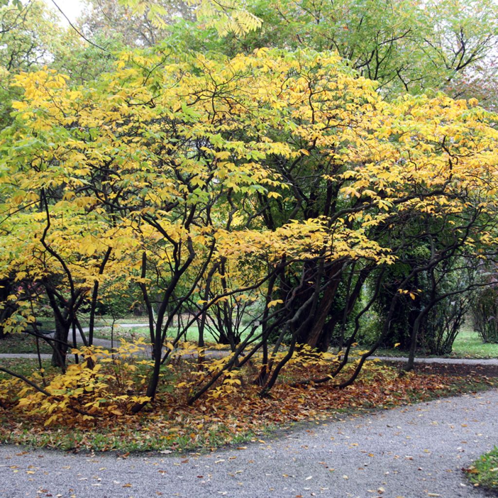 Aesculus parviflora - Pavier blanc