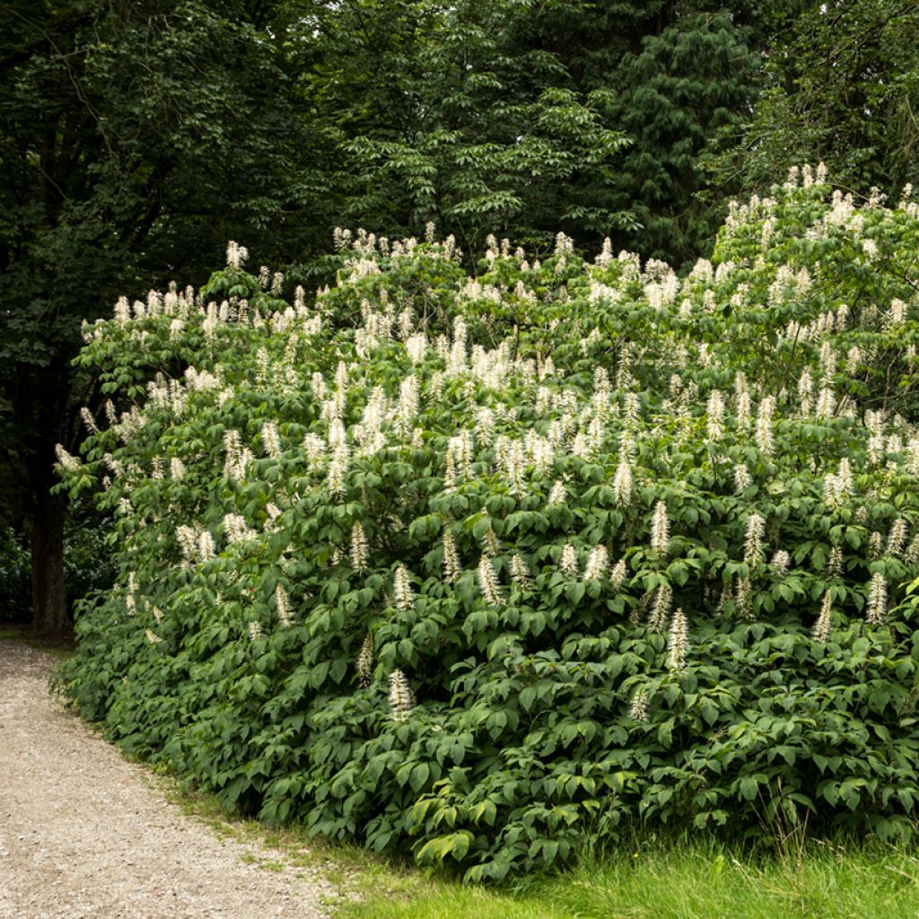 Aesculus parviflora - Pavier blanc