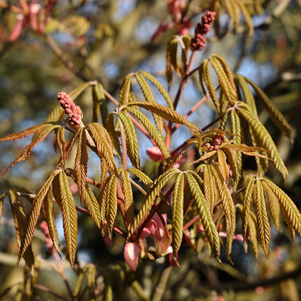 Aesculus pavia Humilis - Marronnier d'ornement  à fleurs rouges