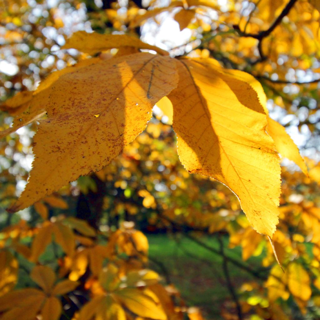 Aesculus pavia Koehnei - Marronnier d'ornement