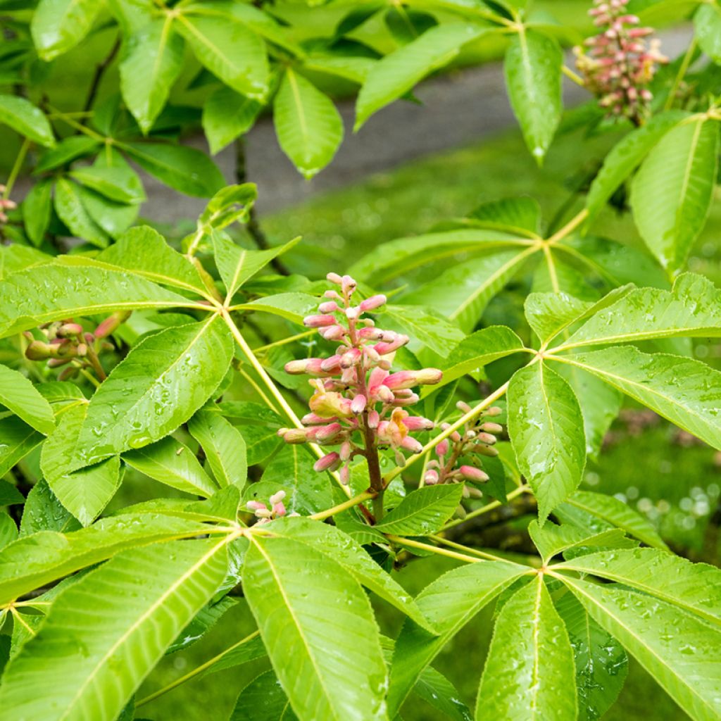 Aesculus pavia Koehnei - Marronnier d'ornement