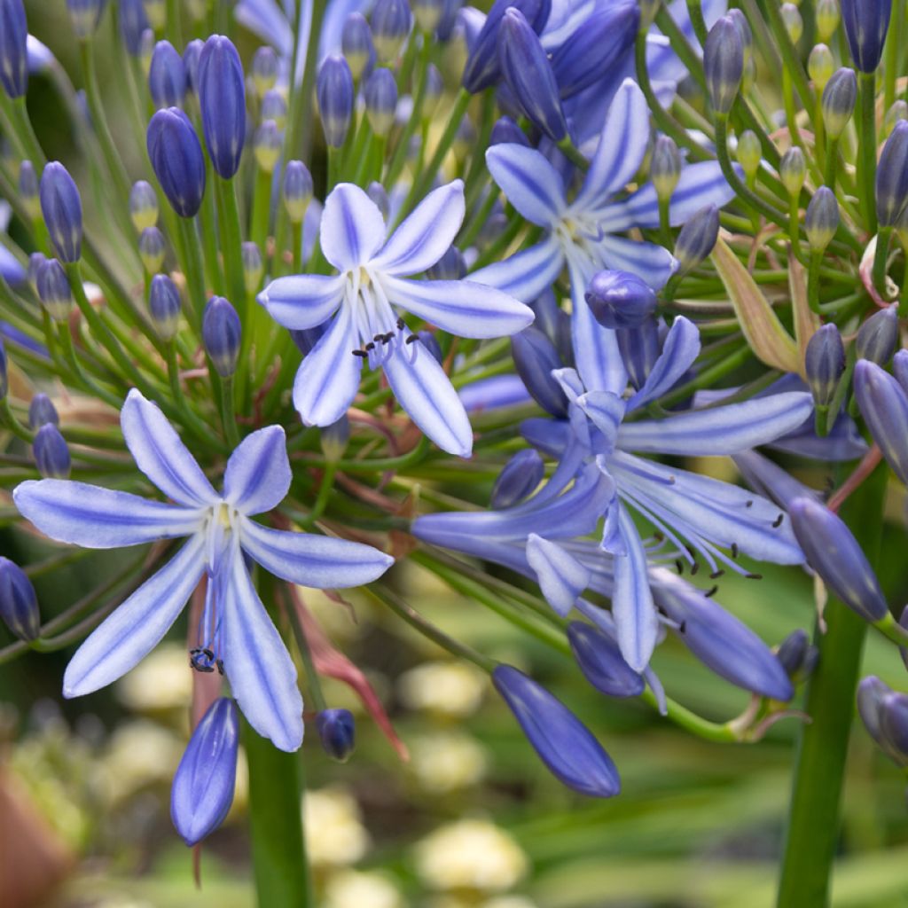 Agapanthe hybride Vallée de l'Authion