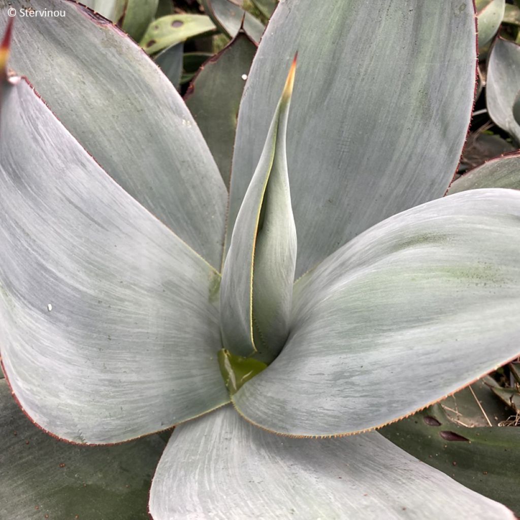 Agave celsii Nova