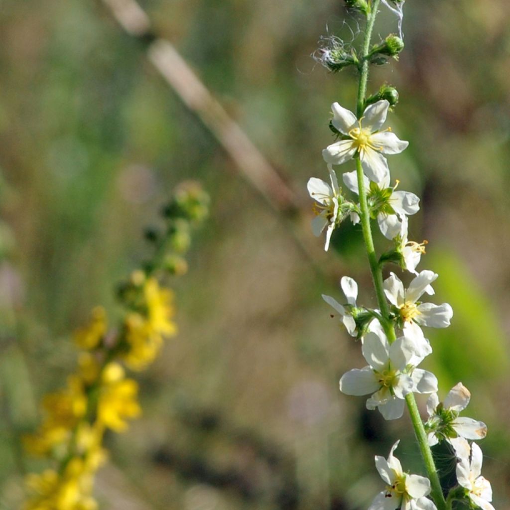 Agrimonia eupatoria Alba