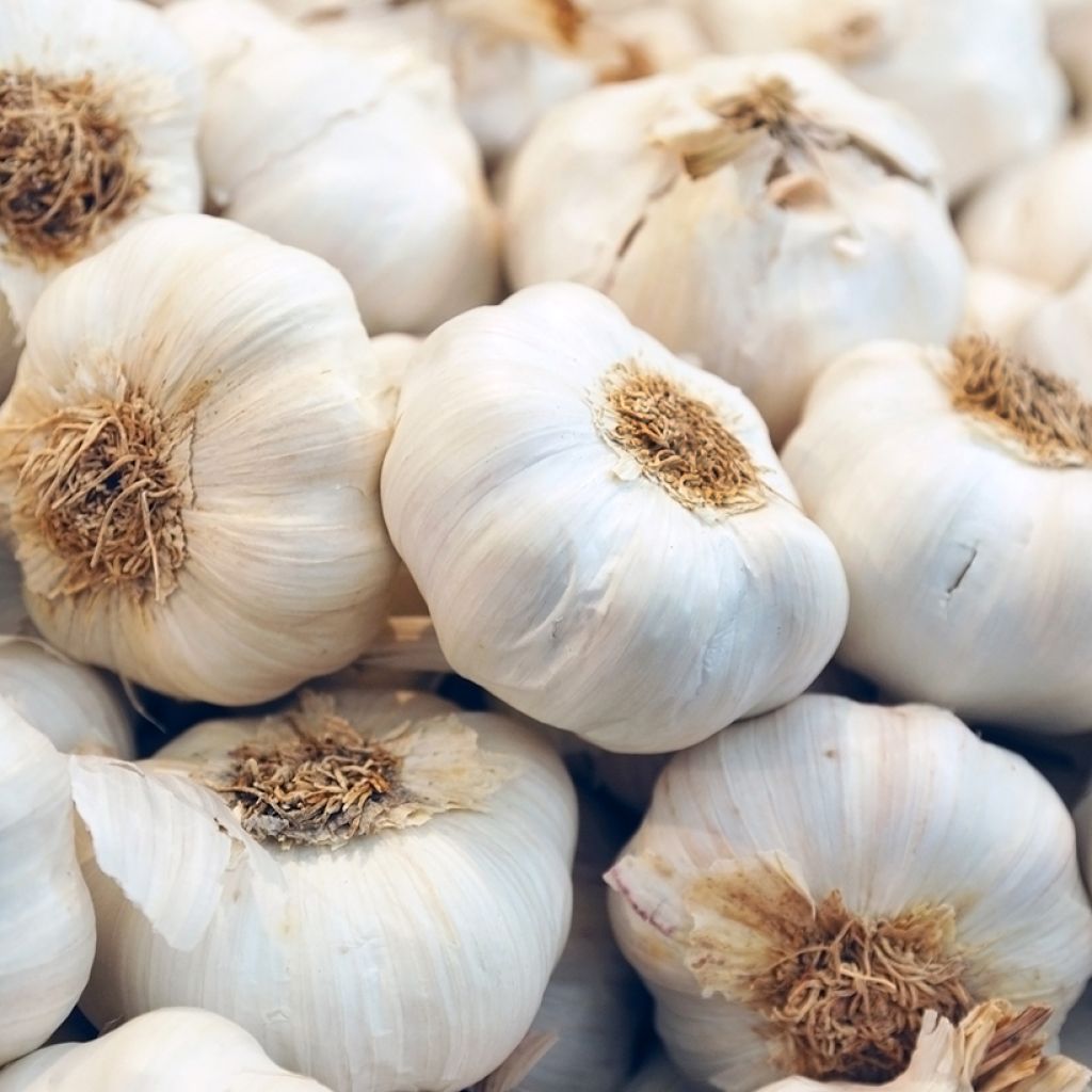 Ail blanc Messidrome BIO - Variété d'automne