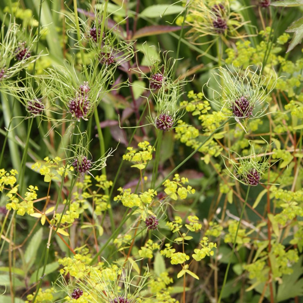 Ail d'ornement - Allium Hair