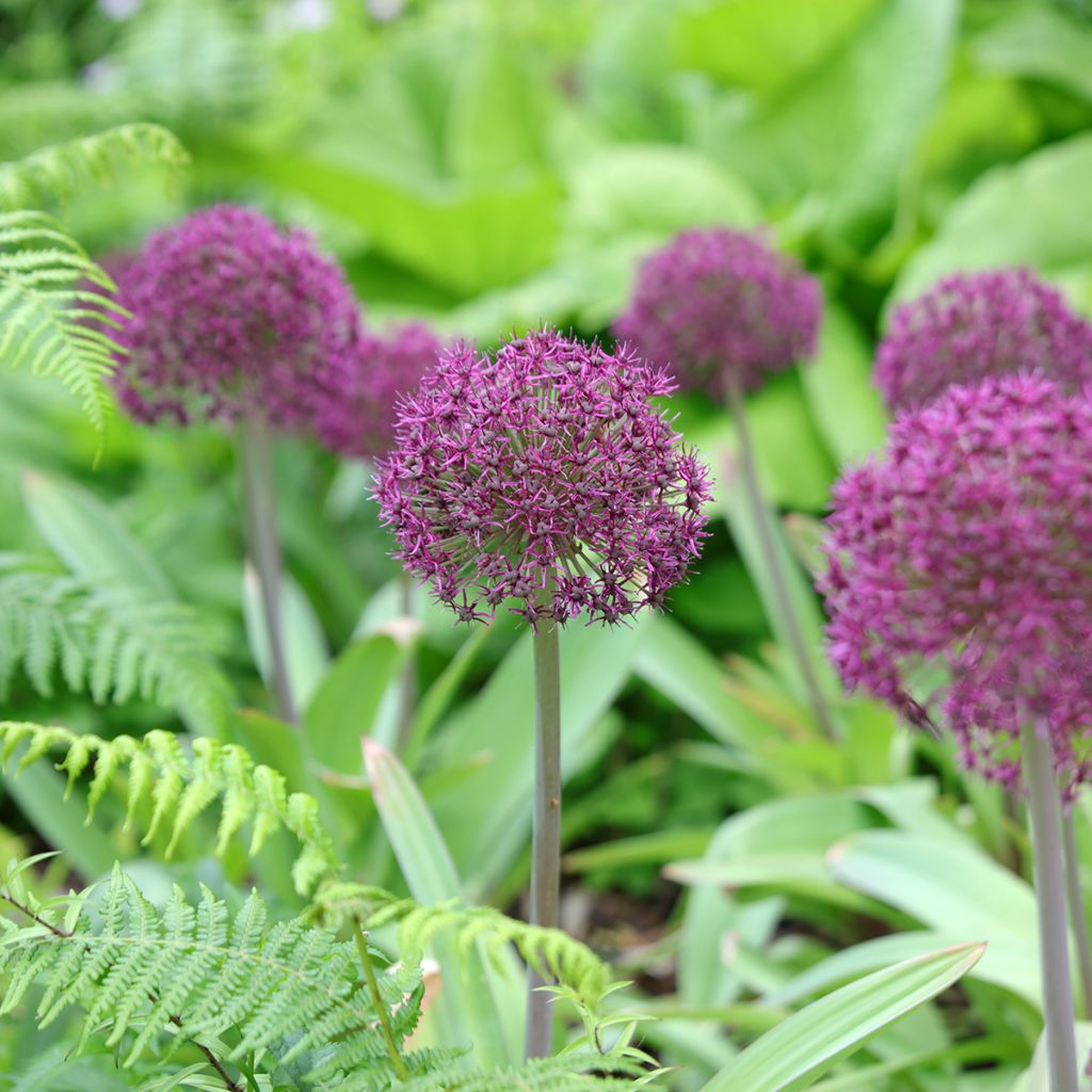 Ail d'ornement - Allium Ostara