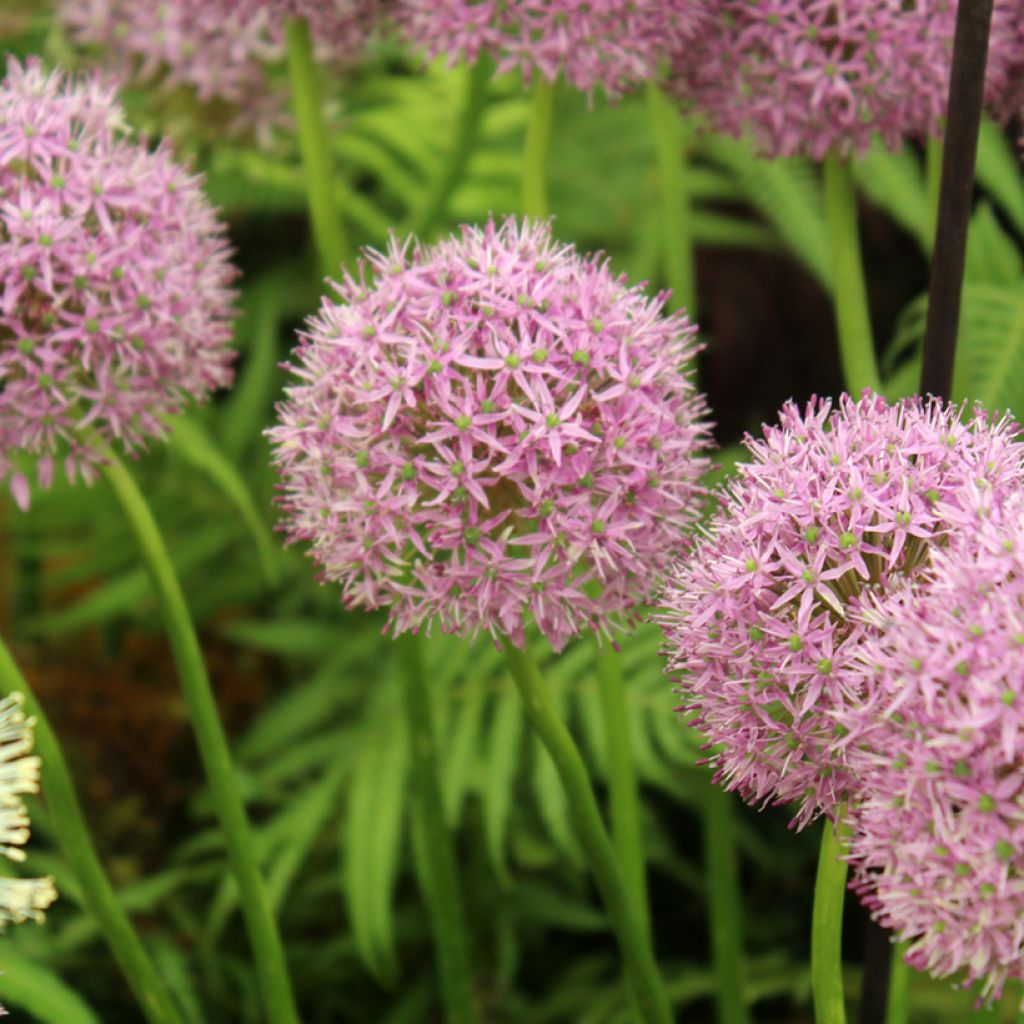 Ail d'ornement - Allium Statos