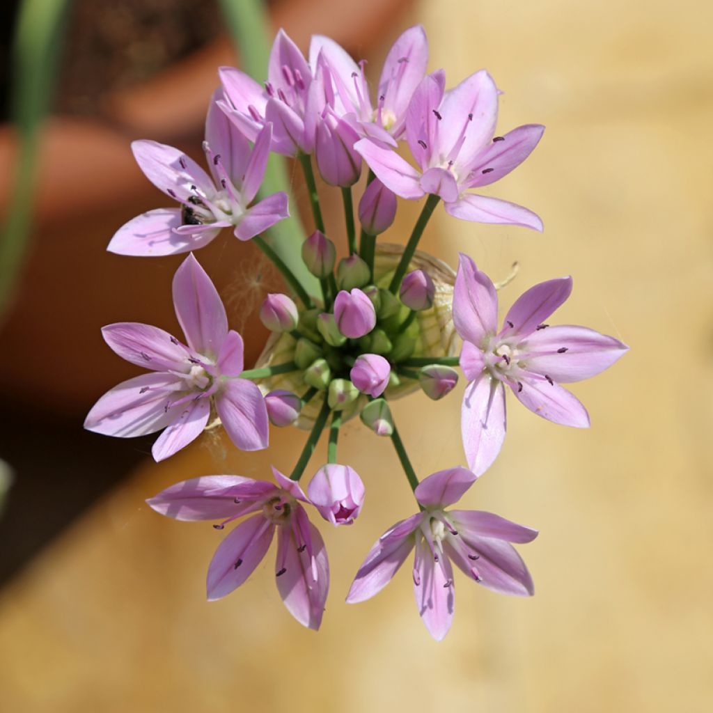 Ail d'ornement - Allium unifolium Eros