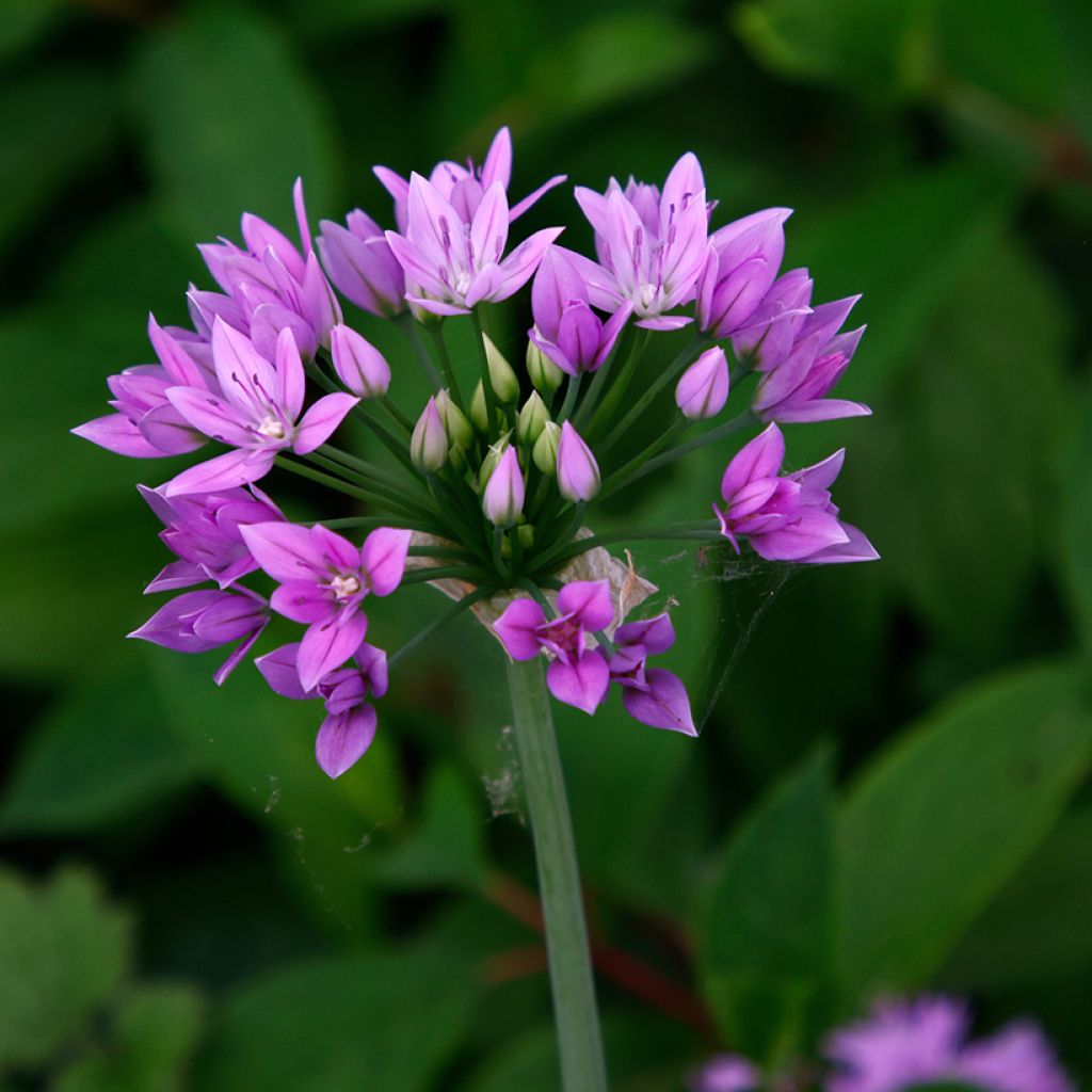 Ail d'ornement - Allium unifolium Eros