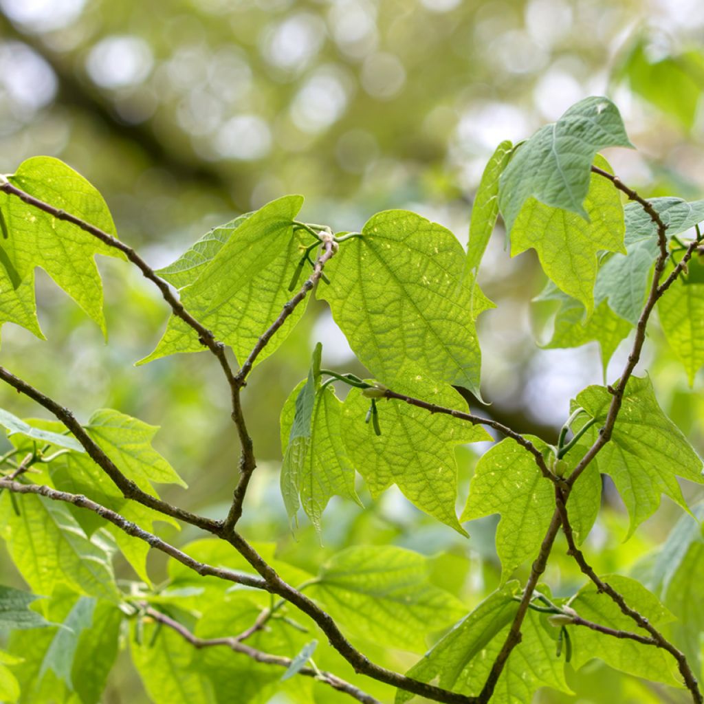 Alangium platanifolium