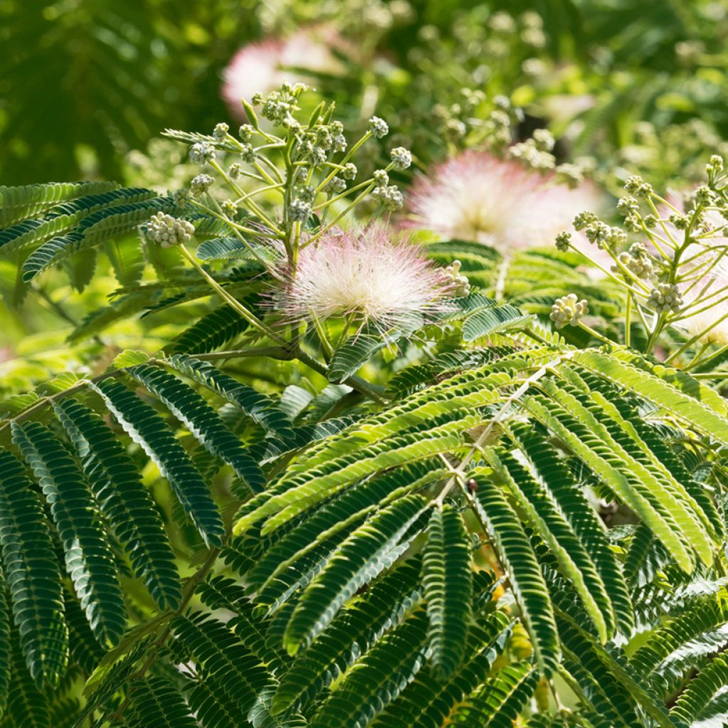 Albizia julibrissin Ombrella - Arbre à soie