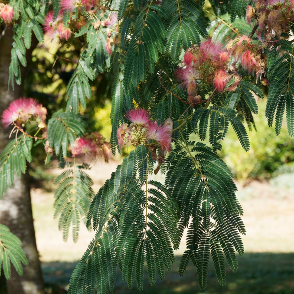 Albizia julibrissin Ombrella - Arbre à soie