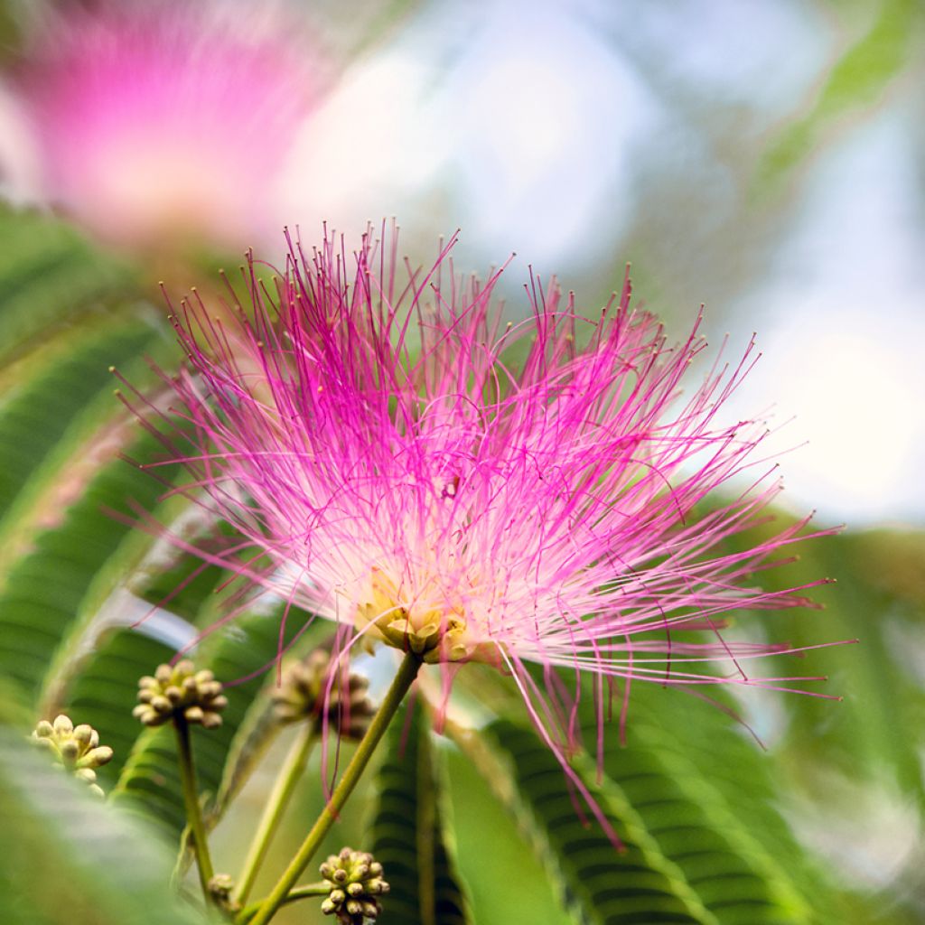 Albizia julibrissin Ombrella - Arbre à soie