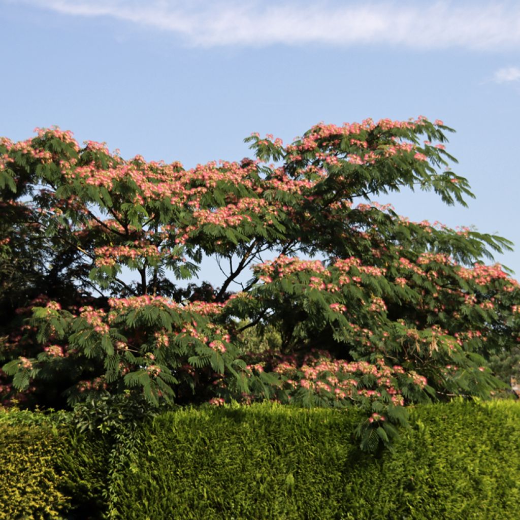 Albizia julibrissin Ombrella - Arbre à soie